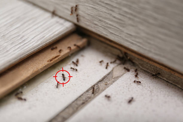 Best Wasp Removal Services  in Waco, TX