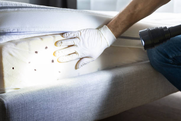 Best Local Pest Control Services  in Waco, TX